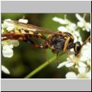 Rynchobanchus flavopictus  - Schlupfwespe m073d 15mm-fdet02.jpg